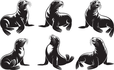 Six silhouette sea lion's posing on white background 