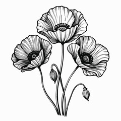 Black and White Poppy Flower Illustration – Hand-Drawn Botanical Art