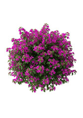 A vibrant, full bougainvillea flowering bush densely covered with magenta and fuchsia blossoms, dark green leaves, isolated on transparent with copy space, ultra realistic, professional studio