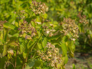 梅雨から初夏の公園や花壇を彩るアジサイのある風景。雨・水不足であっという間に干からびてしまった沢山のアジサイの様子。自然風景素材。