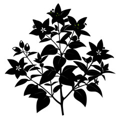   abelia flower vector illustration  on white background