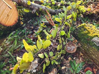 Close-up view of forest floor with fresh green foliage, moss-covered wood, and detailed mushroom textures, capturing the natural ecosystem's beauty in vibrant sunlight.
