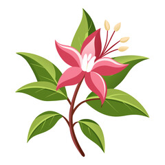 weigela vector illustration  on white background