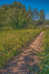 Obraz premium Dug potatoes on a garden plot on a summer day