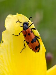 Blister beetle with black spots resting on a vibrant yellow flower petal