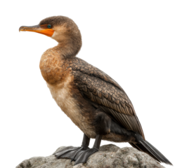 Cormorant bird standing on rock coastal area wildlife natural habitat view isolated on transparent background