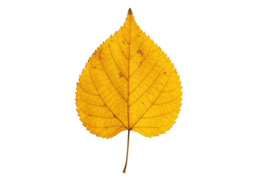 A vibrant golden-yellow autumn leaf with intricate veins and a torn edge, presented as a full object against a transparent background with a soft drop shadow, natural studio lighting,