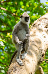 Gray hanuman langurs on a tree. Monkeys in the wild in the jungles of Sri Lanka. Troop of monkeys on trees. Wildlife scene with wild animals.