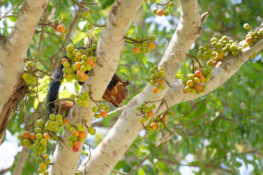 Indian or malabar giant squirrel eating figs on a ficus racemosa tree, ratufa indica, forest and woodland of India in Masinagudi highlands 