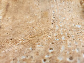 Close-up view of a textured surface showcasing an irregular brown and white pattern. Details emphasize porous and uneven characteristics, invoking natural stone or bread textures.