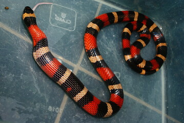 A milksnake consuming a mouse inside a container. The moment captures the feeding behavior of this non-venomous constrictor snake in captivity.