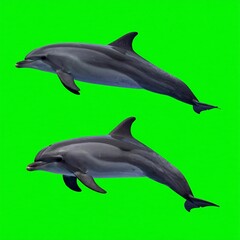 Fototapeta premium Two dolphins leap against a vibrant green backdrop