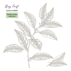 Bay leaf plant vector illustration. Laurus nobilis leaves. Kitchen herbs in vintage style. Hand drawn.