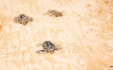 A small baby sea turtle crawls along the sandy shore towards the ocean to survive. The turtle hatched on the island of Sri Lanka. New life, saving the population, the way forward to a new life.