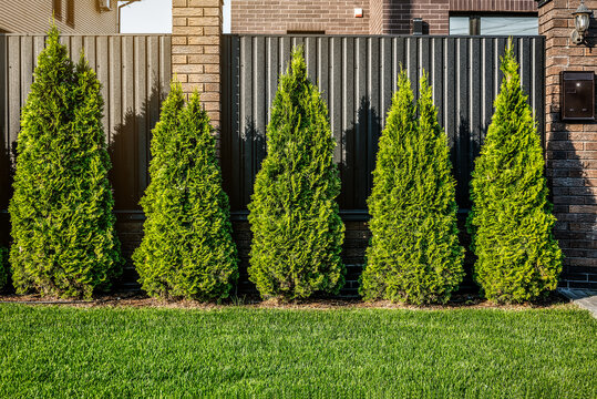 Western thuja emerald green hedge, evergreen trees planted abreast make dense natural wall. Landscape design concept