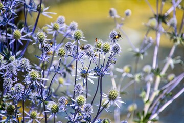 Flat-leaved sea holly, Eryngium planum, in the garden