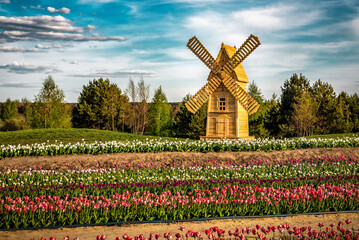 Wooden windmill and blooming tulip field under blue sky