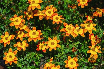 Goldmarie, Bidens ferulifolia, Bidy Bop Shine Star, in the garden