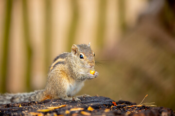Chipmunk against the backdrop of tropical nature. Chipmunk close-up, running along tree branches. Gnaws nuts, eats food.