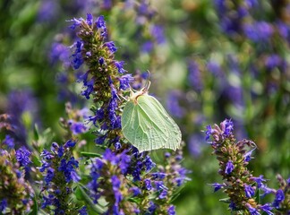 Brimstone butterfly on a plant in the garden