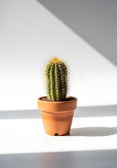 Cactus in Small Terracotta Pot on White Surface with Shadow