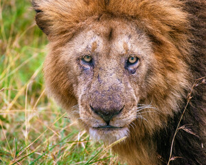 portrait of a lion
