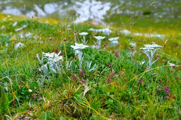 Meadow with white edelweiss mountain flowers