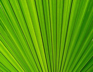 Obraz premium Close-up of vibrant green palm frond veins