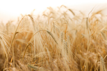 Golden wheat ears growing in field, closeup