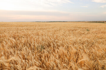 Beautiful view of field with ripening wheat spikes