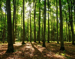 Sunlight filters through a dense forest
