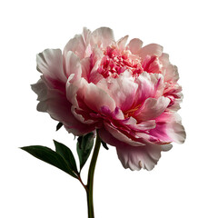 Close-up of pink peony flower on transparent background