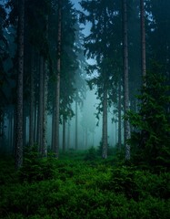 Foggy Pine Forest at Night with Deep Green Tones