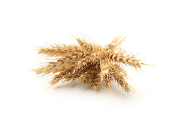 Bunch of dried wheat spikes isolated on white