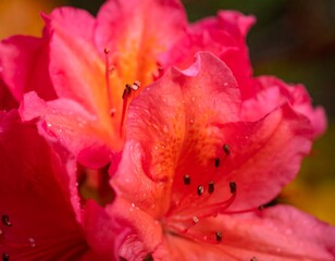 Fototapeta premium Close-up of vibrant pink and orange azalea blossoms