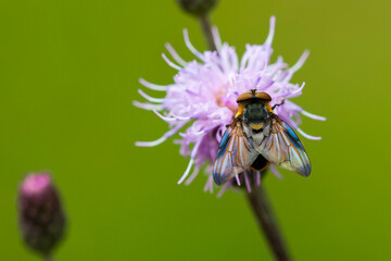 Wanzenfliege (Phasia hemiptera, Syn.: Alophora hemiptera) auf einer Distel	