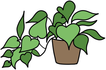 plant in pot 화붖 스킨딥서스