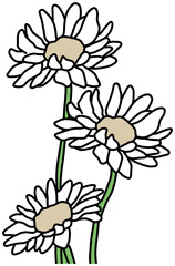 꽃 흰꽃  데이지꽃