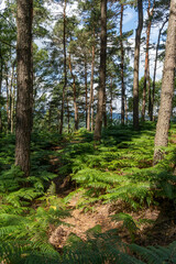 Wanderpfad durch den Farn auf dem Kleinen Zschirnstein