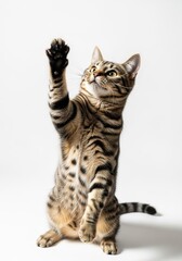 Playful Brown Tabby Cat Reaching Up with Paws in Studio Setting