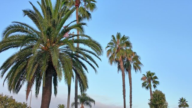 Palm trees in Southern California in the morning light