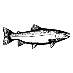 Fototapeta premium Salmon fish vector sketch engraving outline isolated on white Scratch board imitation