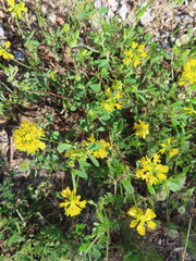 Bright yellow flower in full bloom, glowing with natural warmth.