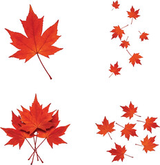 Obraz premium Autumn Maple Leaves Assortment Vector Illustration Collection, Vibrant Fall Foliage, Seasonal Design Elements for Creative Projects
