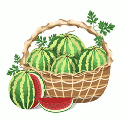 Composition of watermelons in a straw basket and one sliced watermelon, isolated on a white background.Vector illustration.