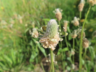 A serene village scene where colorful flowers bloom alongside lush trees, capturing the peaceful rhythm of rural life and the beauty of nature in harmony with traditional living.