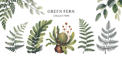 Artistic Green Fern Collection Displaying Maidenhair, Staghorn, Bird's Nest, Sensitive, and Japanese Painted Ferns