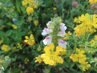 Bright yellow flower in full bloom, glowing with natural warmth.