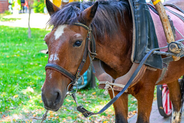 Obraz premium Horse and carriage in the park for riding in Brest Belarus.