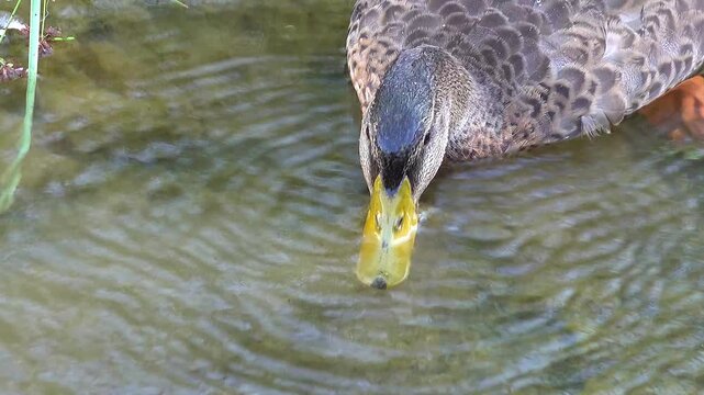 Pato en el r&iacute;o